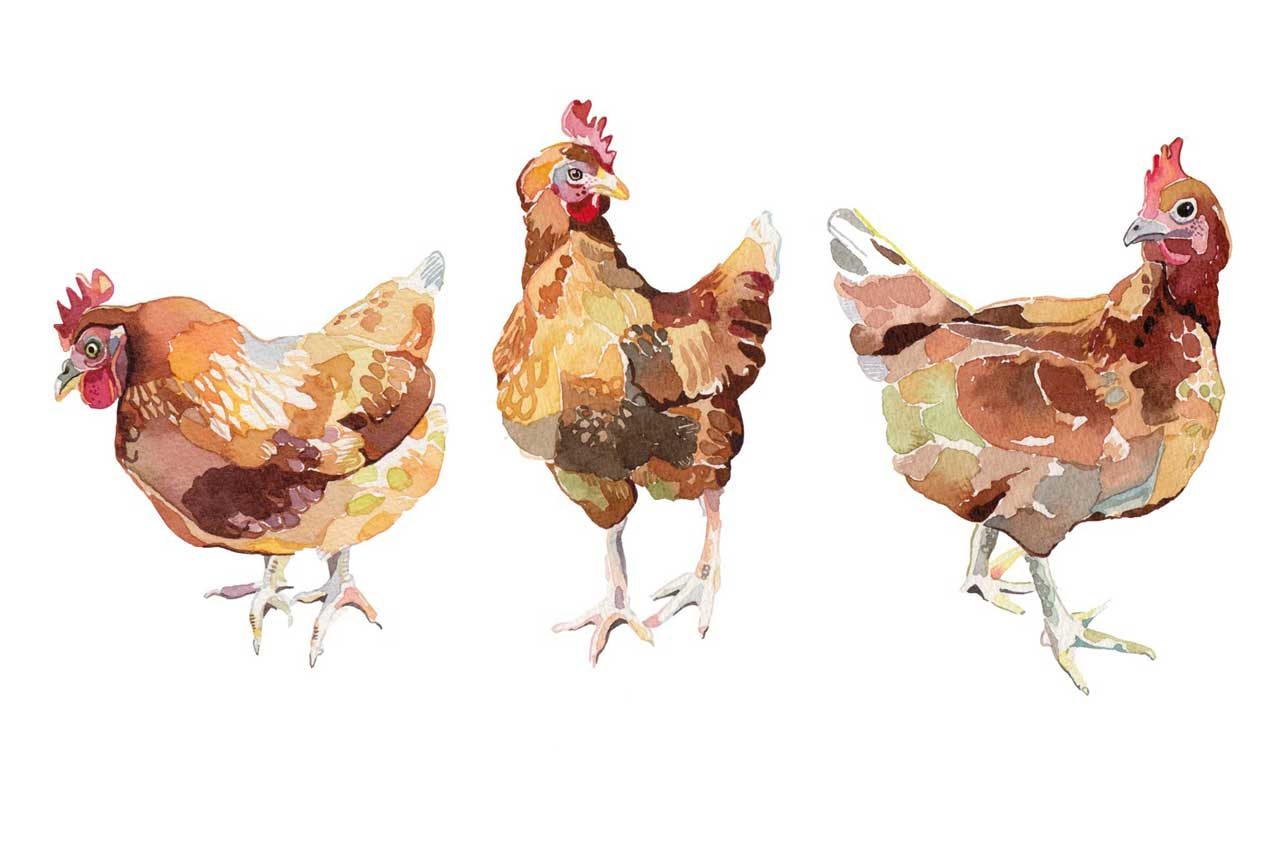 Poulet Bio