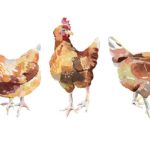 Poulet Bio
