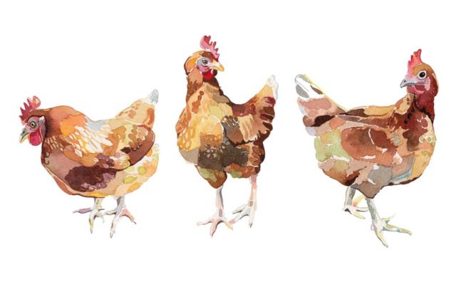 Poulet Bio