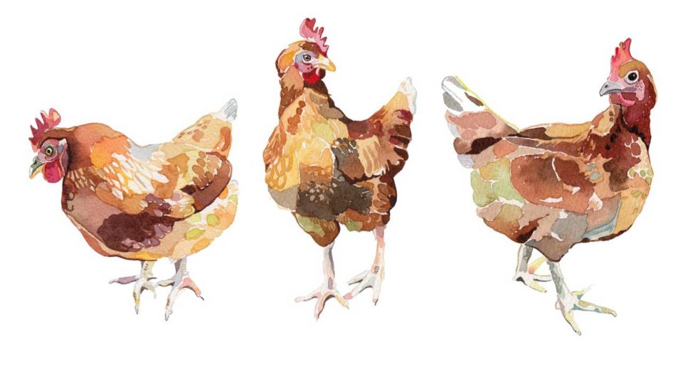 Poulet Bio